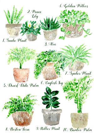 Plants that clean air